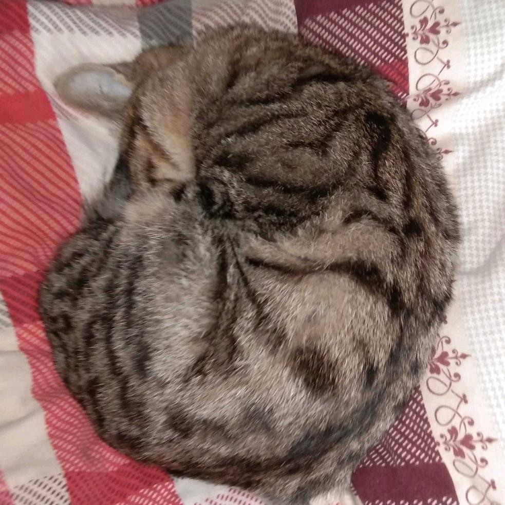 可爱的小猫咪。