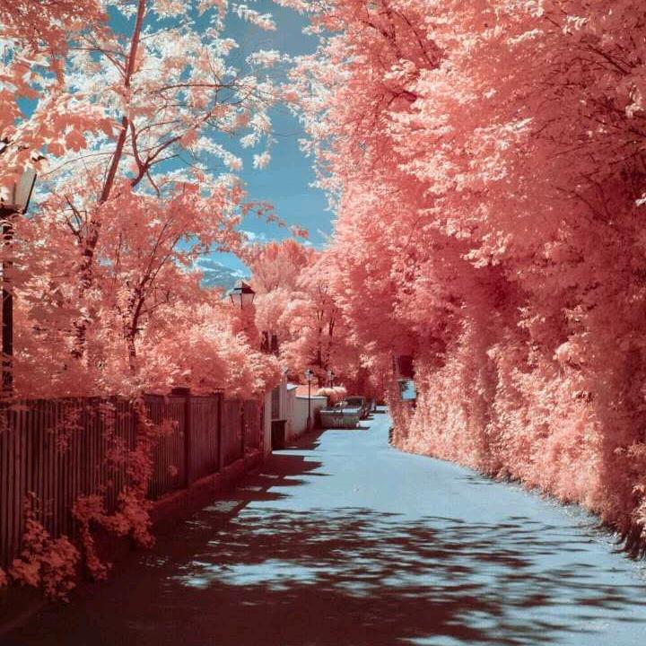 彼岸花🌺