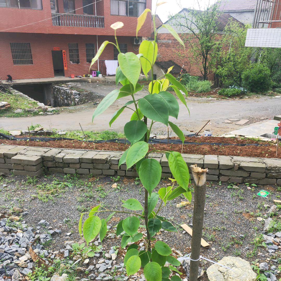 阳光总在风雨中