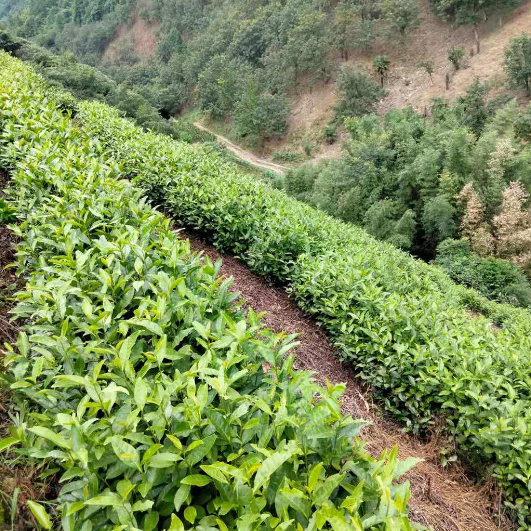 吴小梅安吉鲲鹏茶厂茶叶专卖店