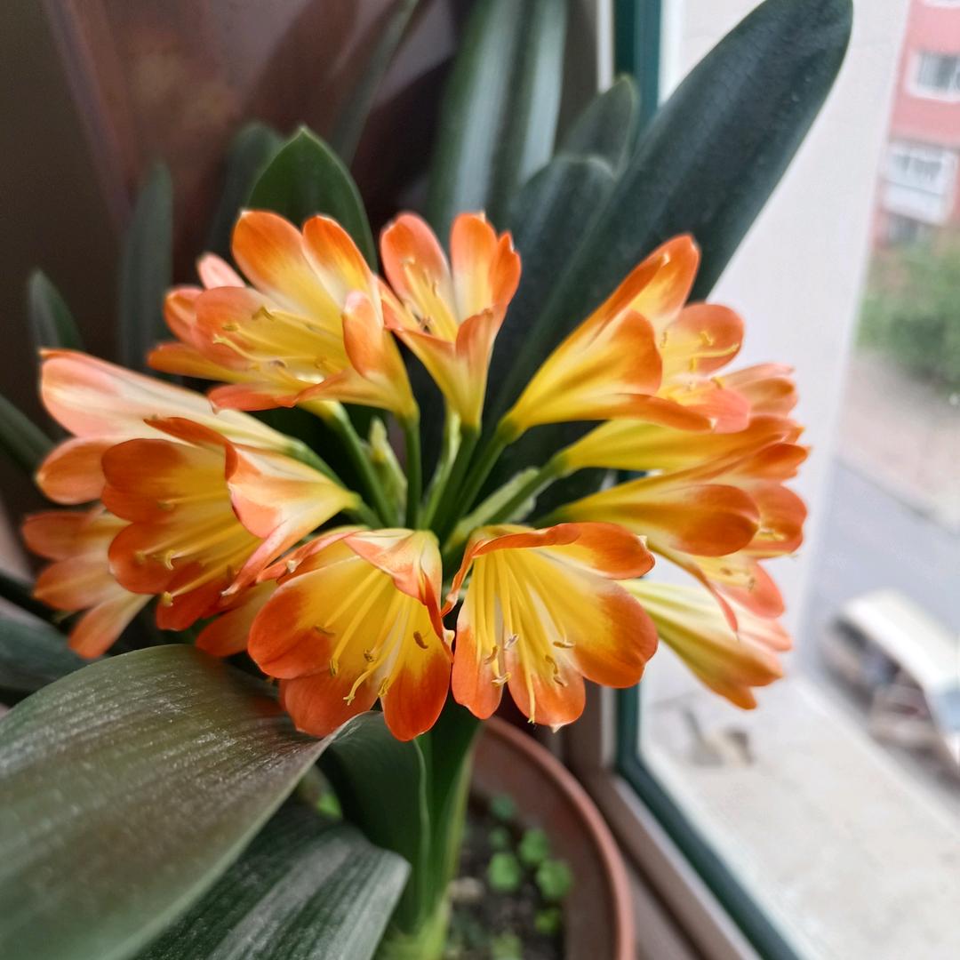 ✨楠✨