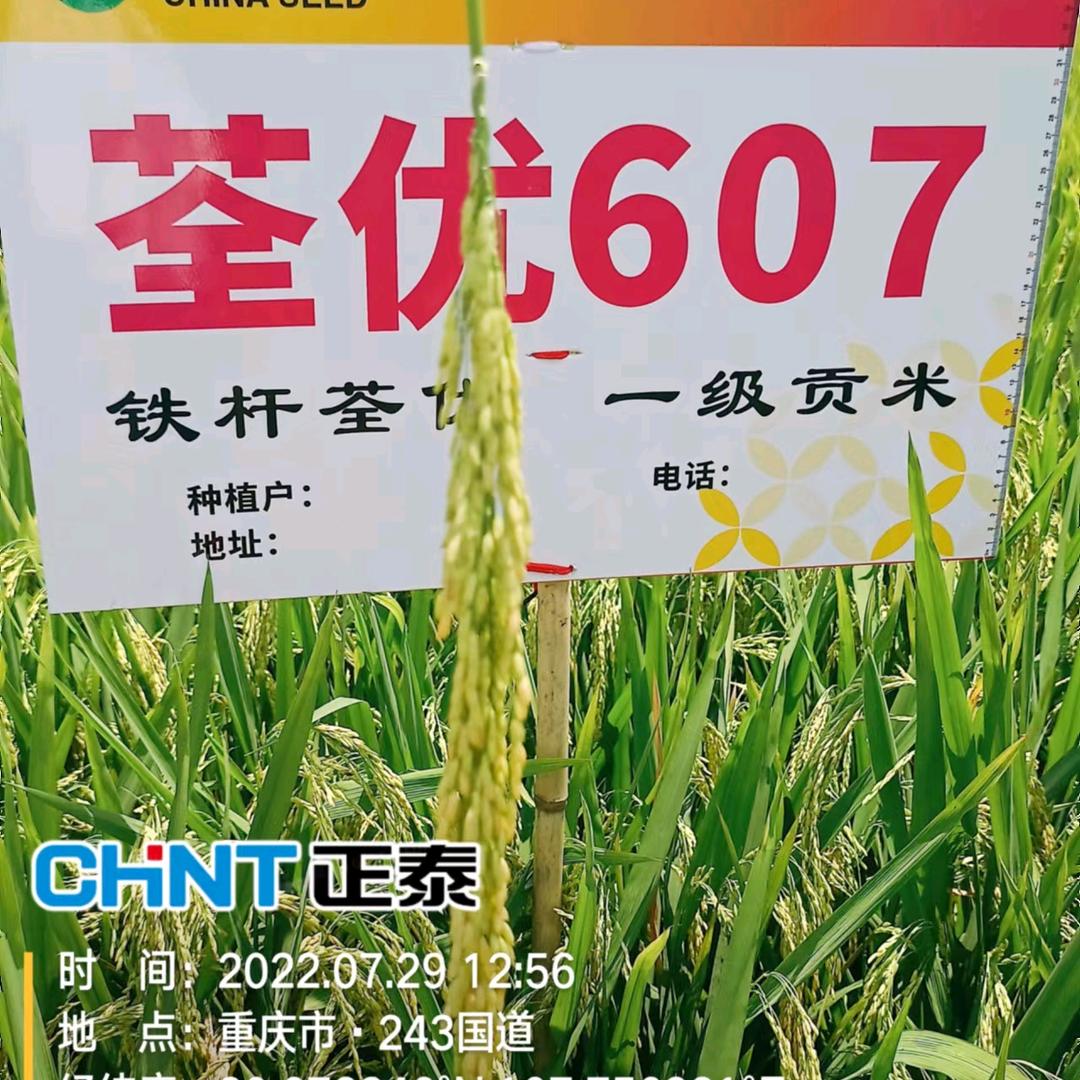 铁杆607