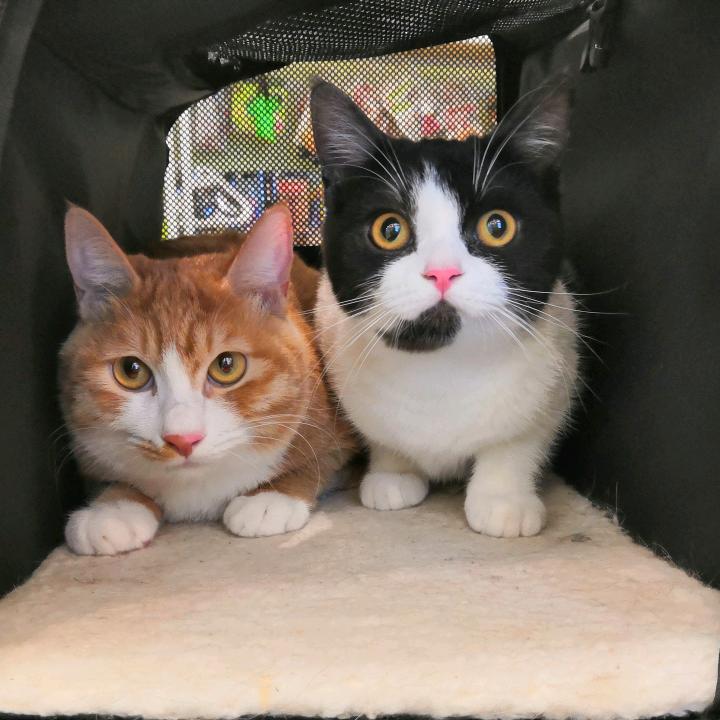 大橘&小绿