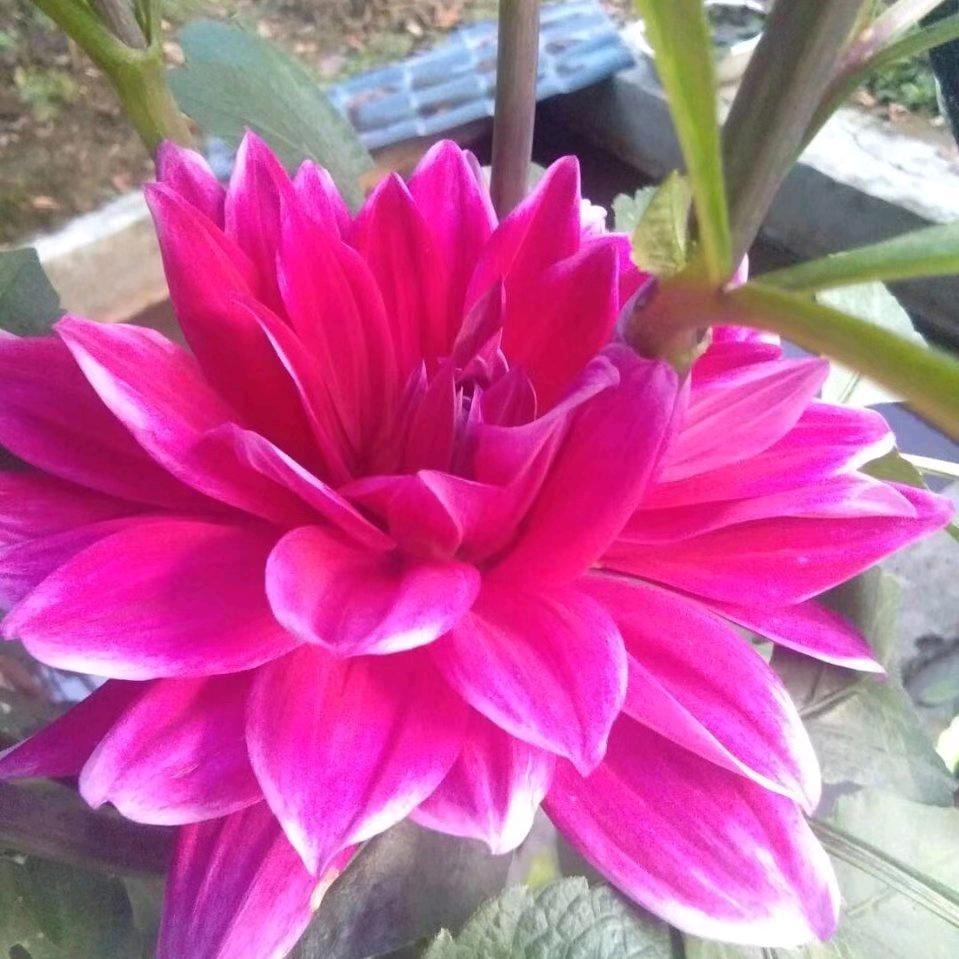 小芳