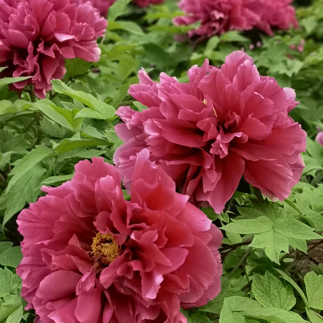 香草