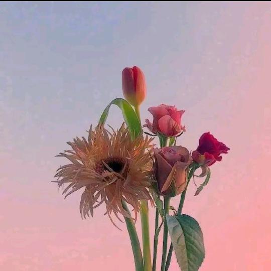 老王哥