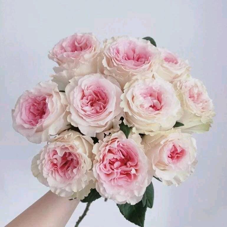 露茜  💕