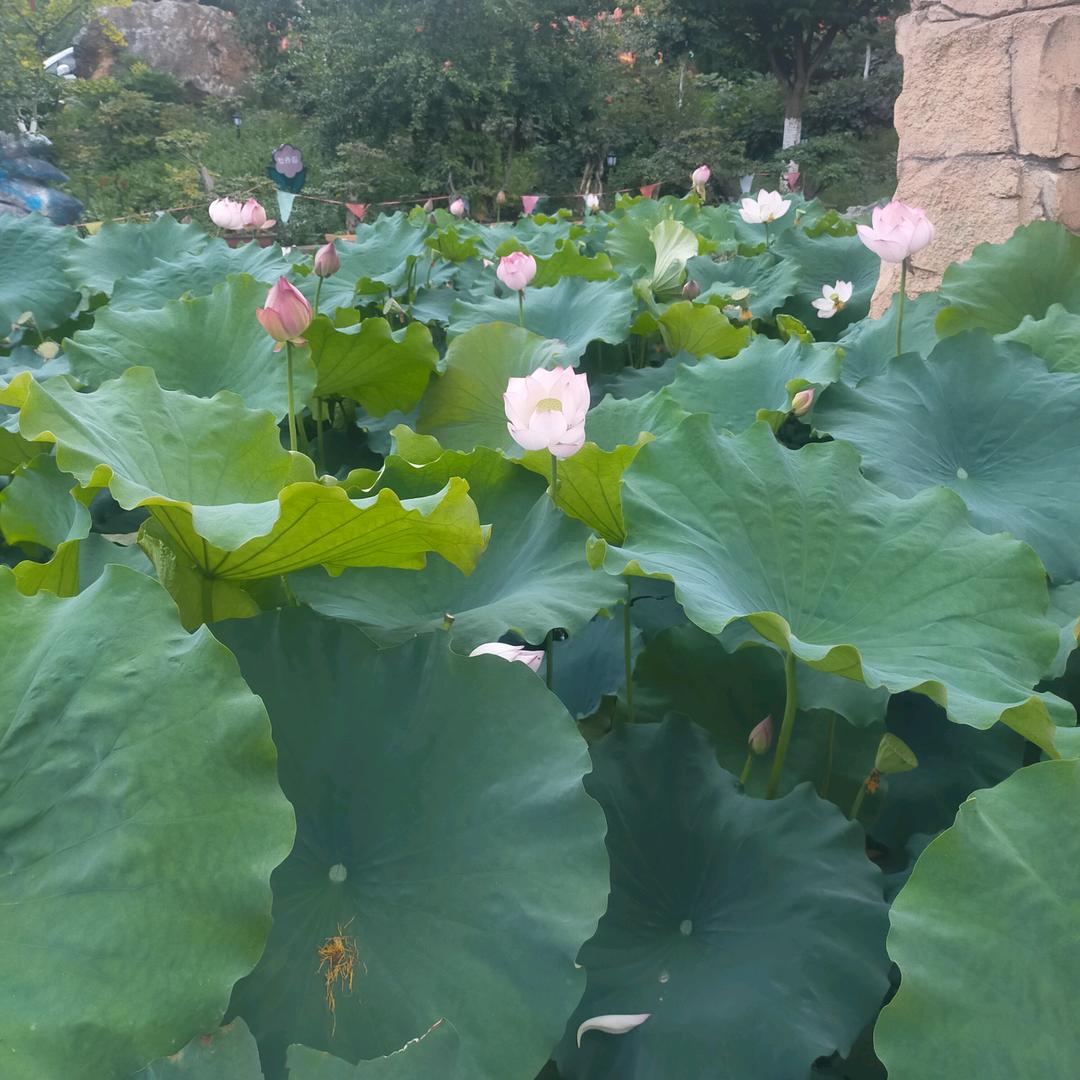 平淡最真9463101302004