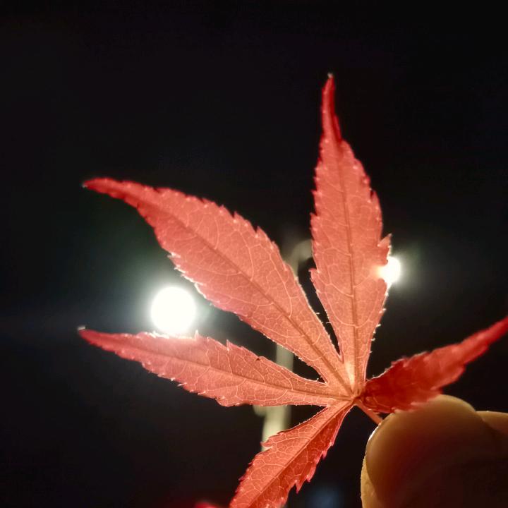 雁子