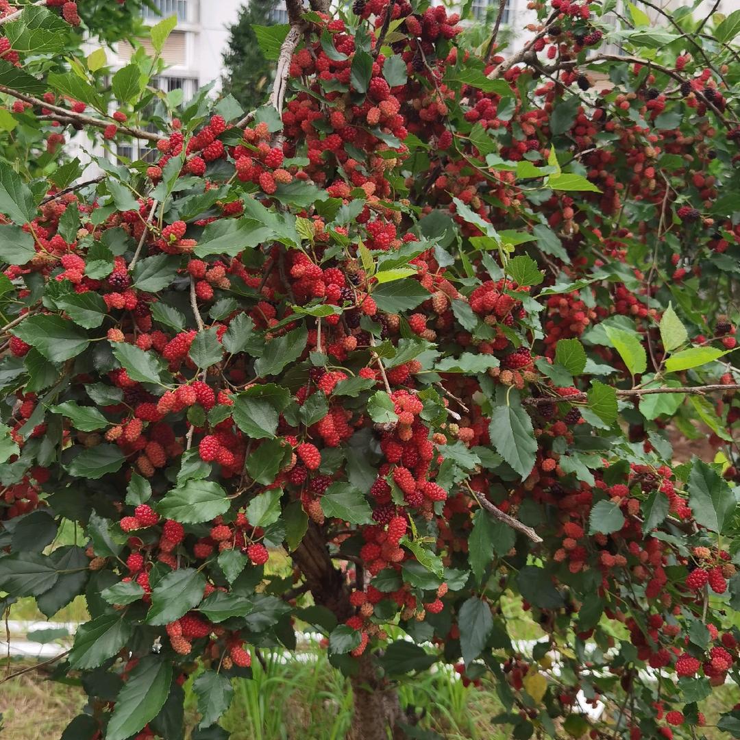 让你永远记住我