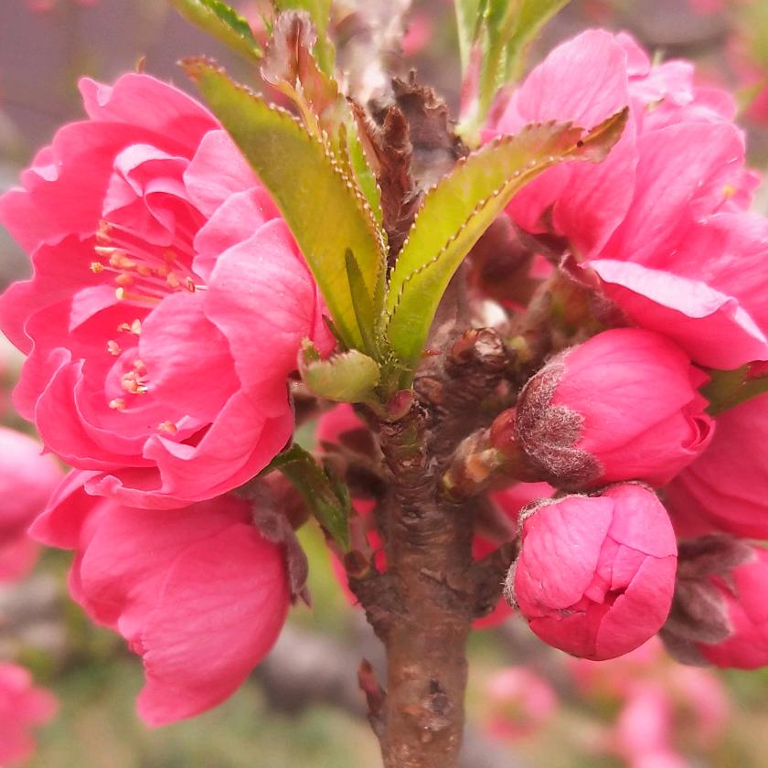 (❁菲´◡菲`❁)*✲ﾟ*