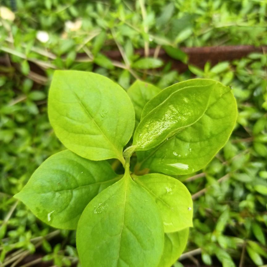 好人一生平安😄