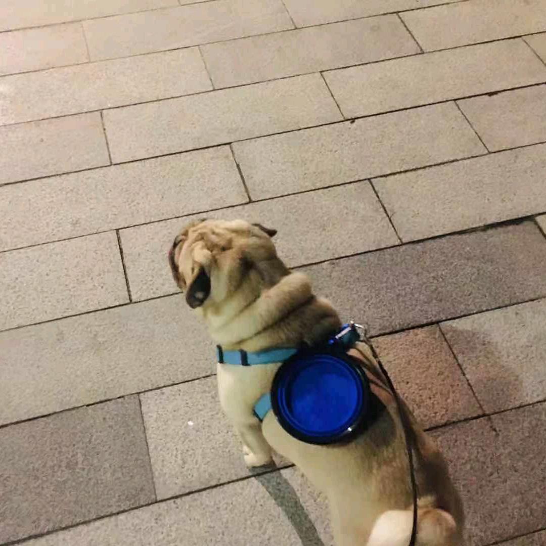 我有一只小巴哥