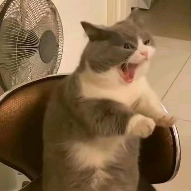 不要为月亮哭泣