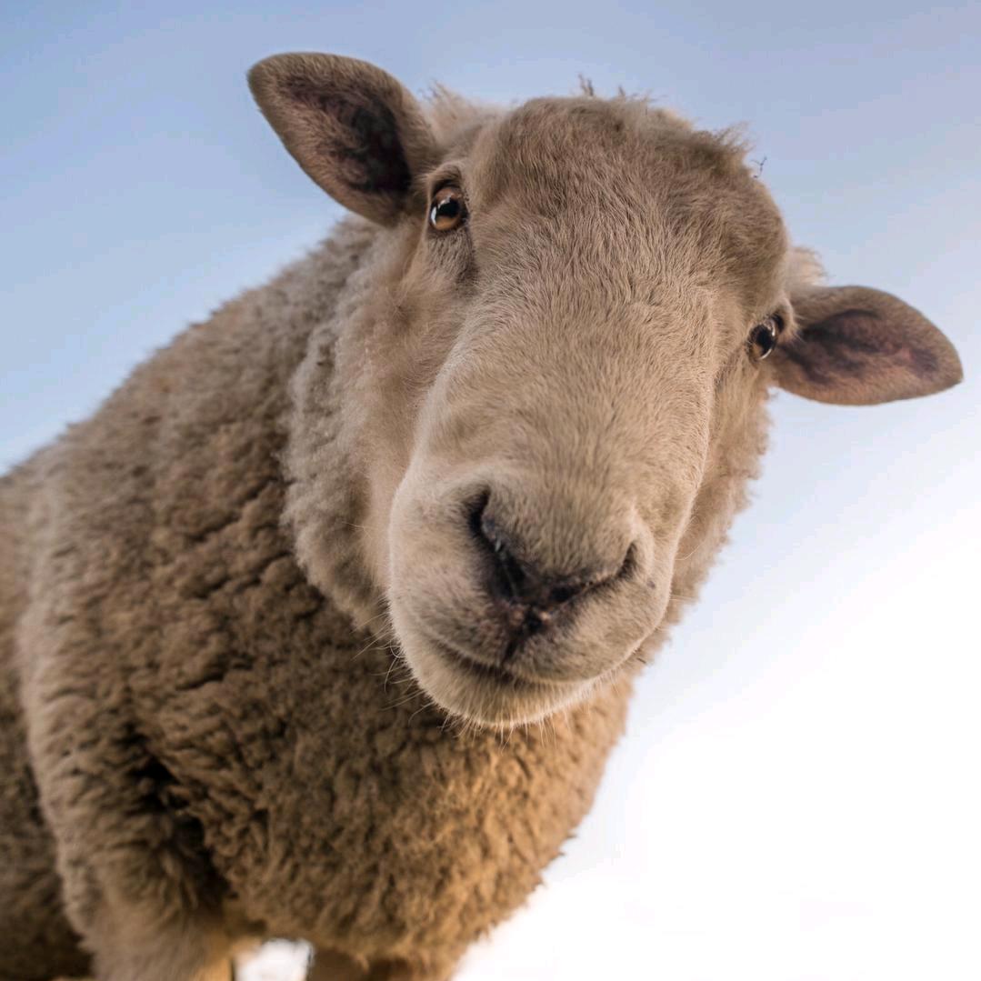 “ડρꫀᥴⅈꪖꪶ ”