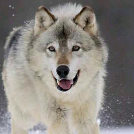 Snow  Wolf
