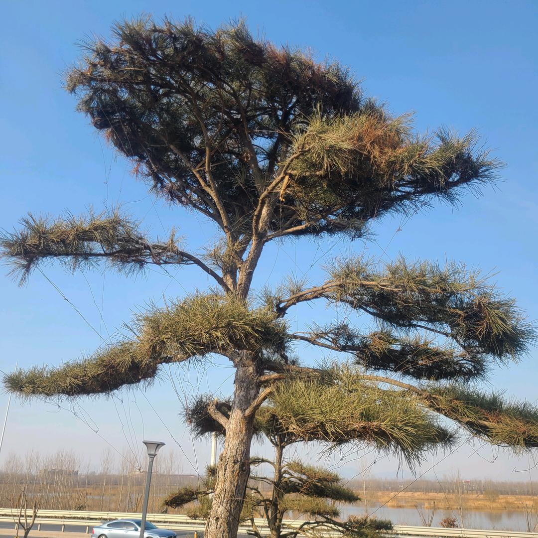 景松大叔