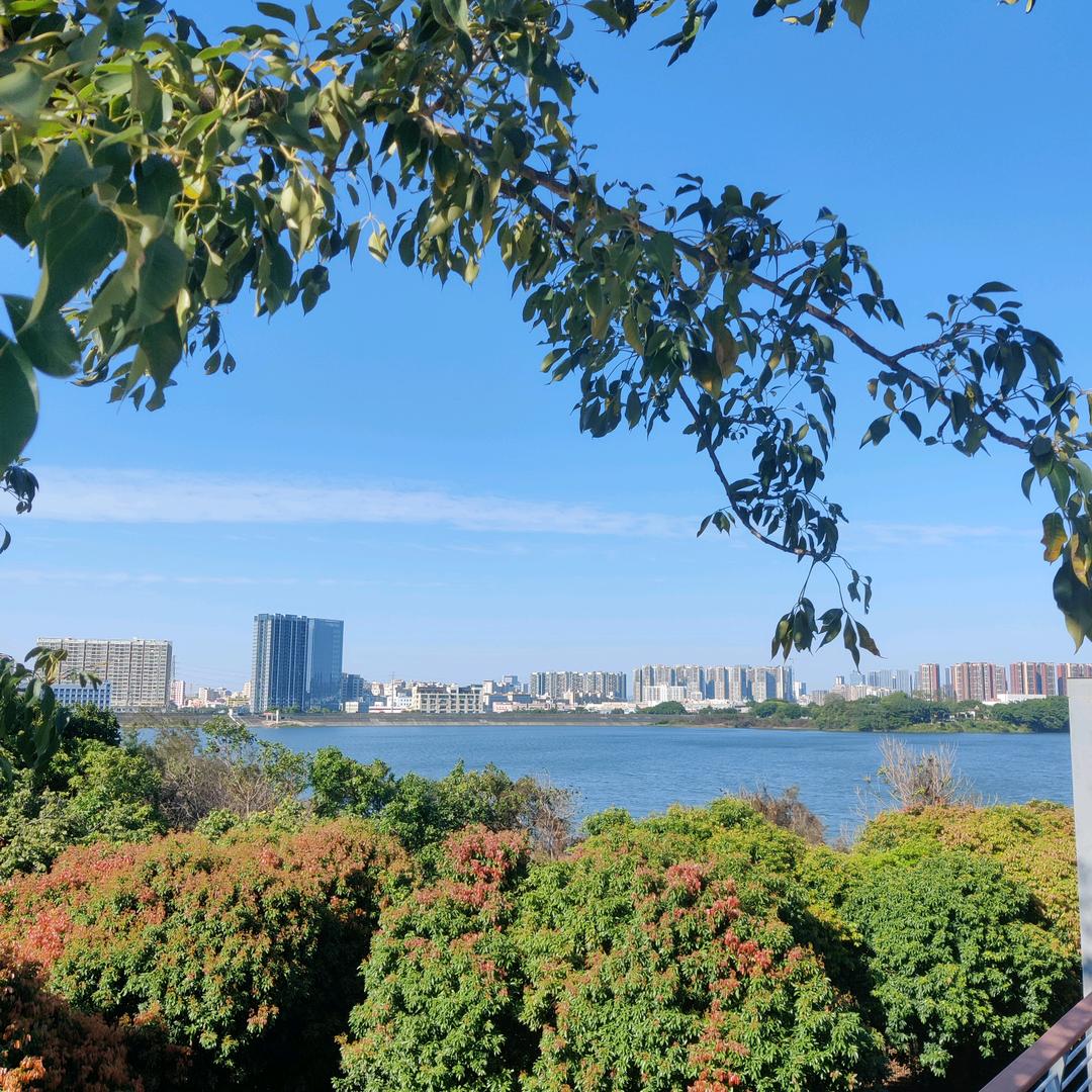 深圳西红柿国际1331292566