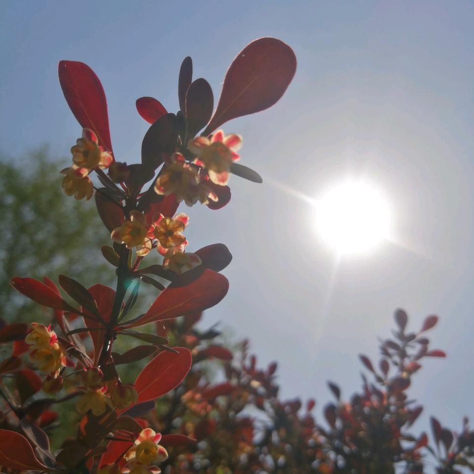 🍒郑直美好🍒