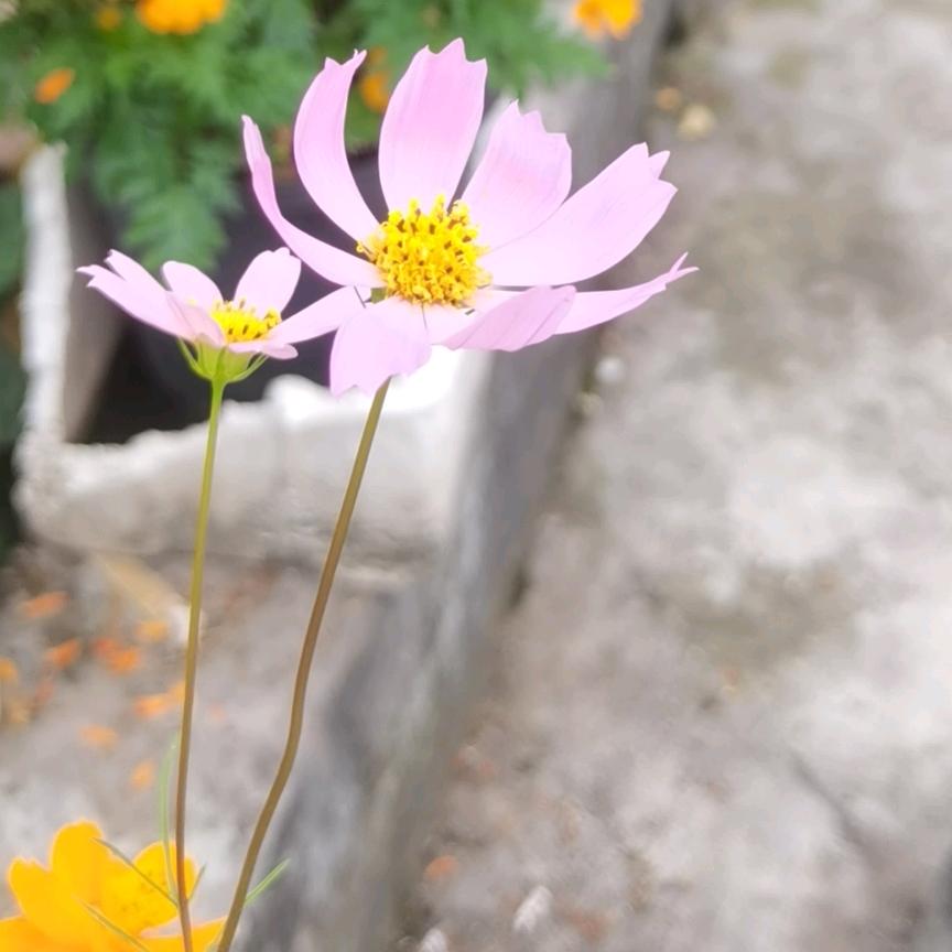 归雁