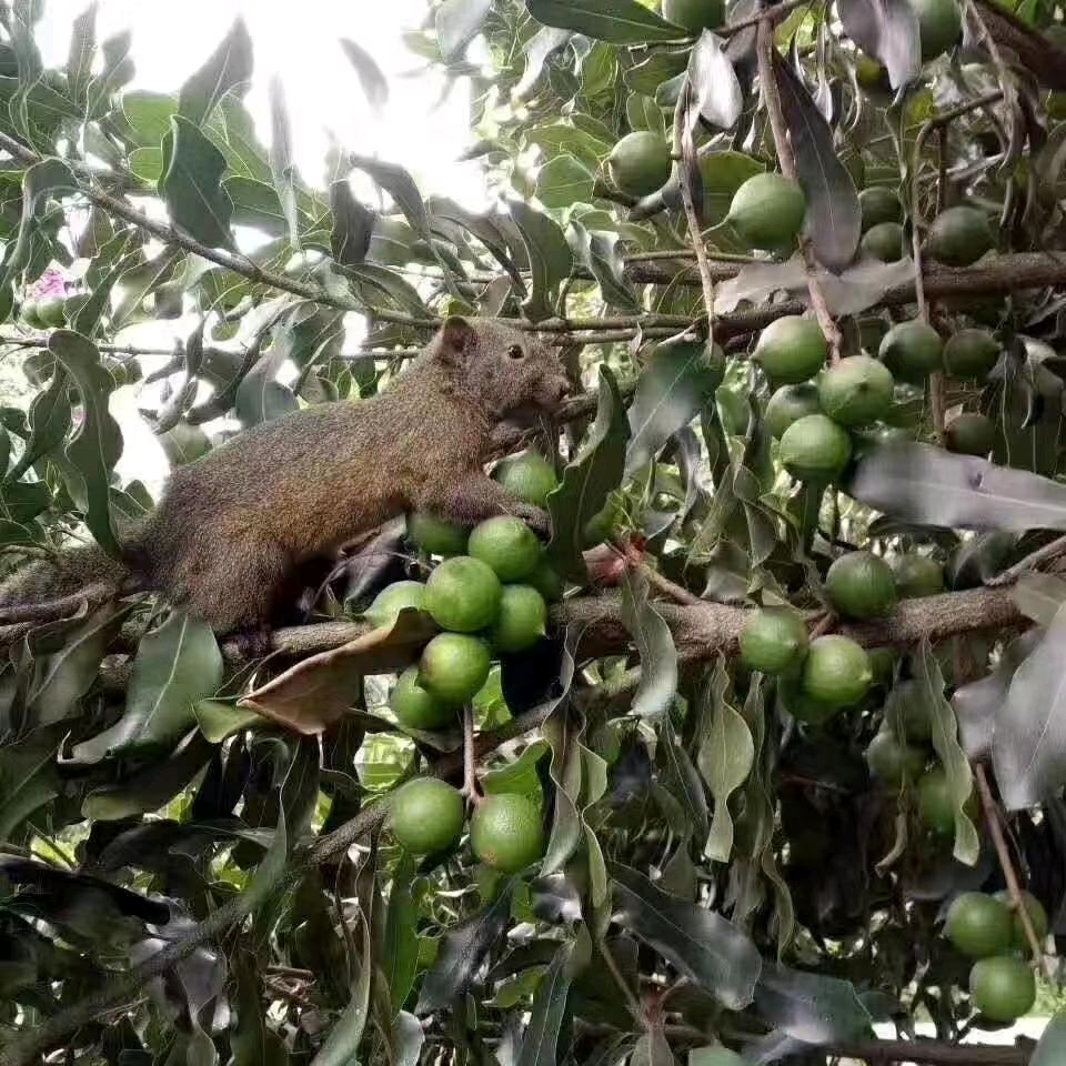 🐿夏果桃李🇨🇳