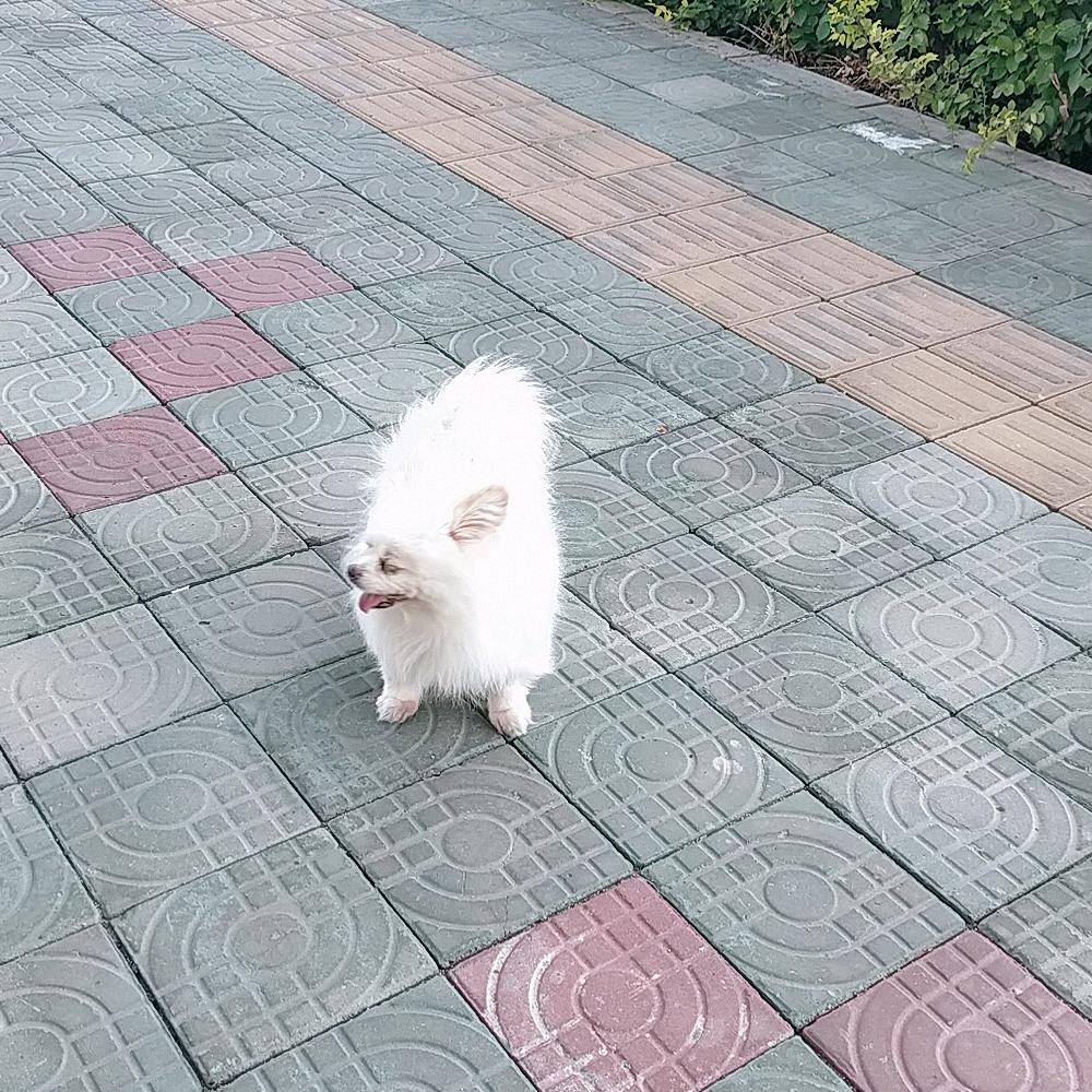 家有爱犬
