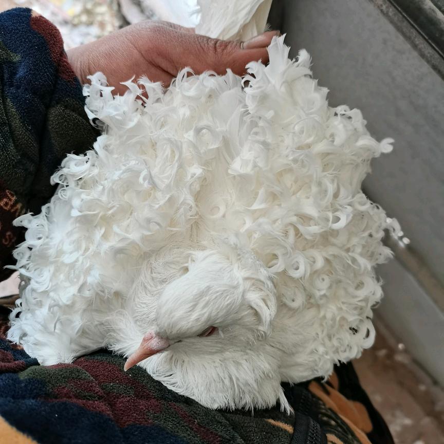 观赏鸽养殖《互关》《李》