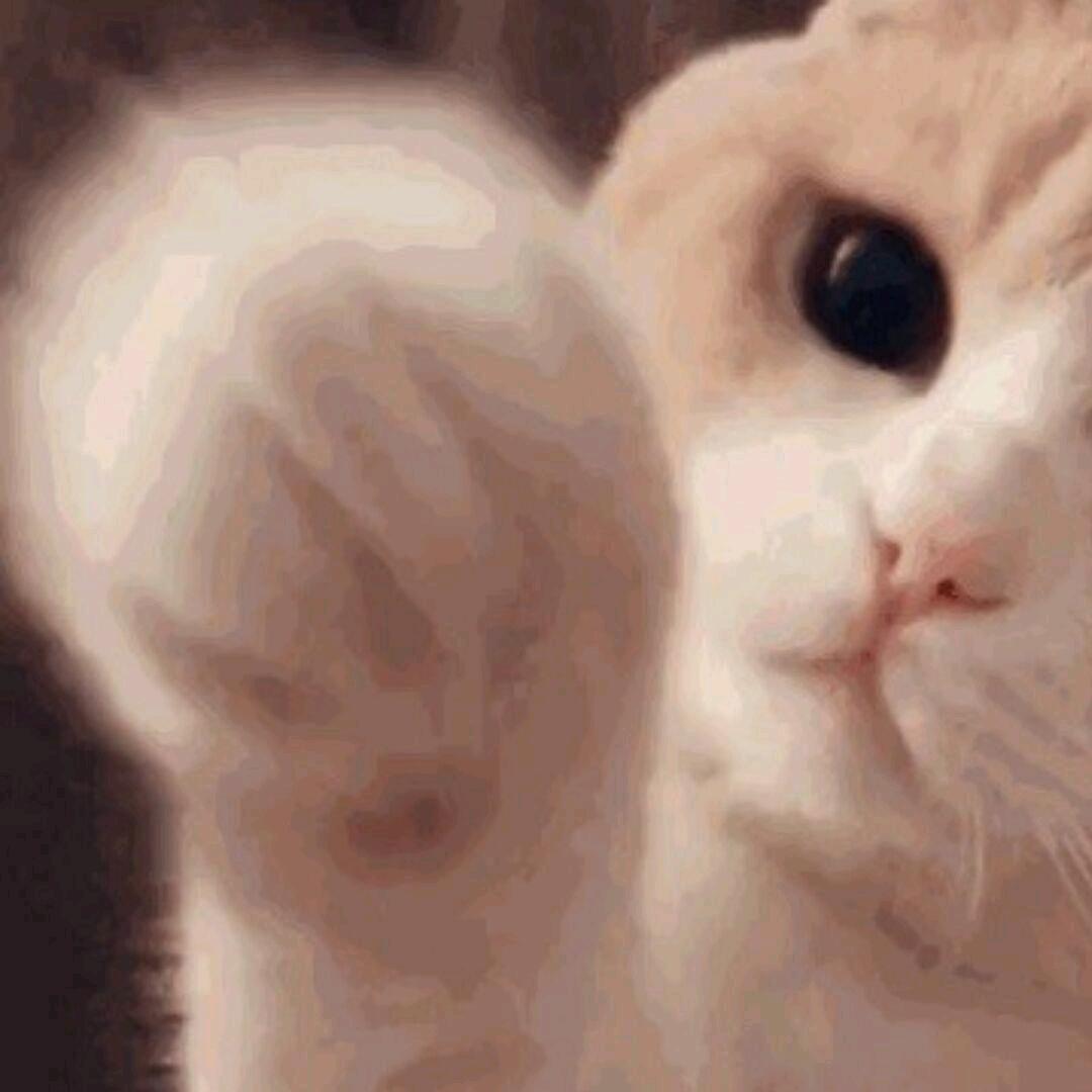 脆脆鲨（晋级赛）