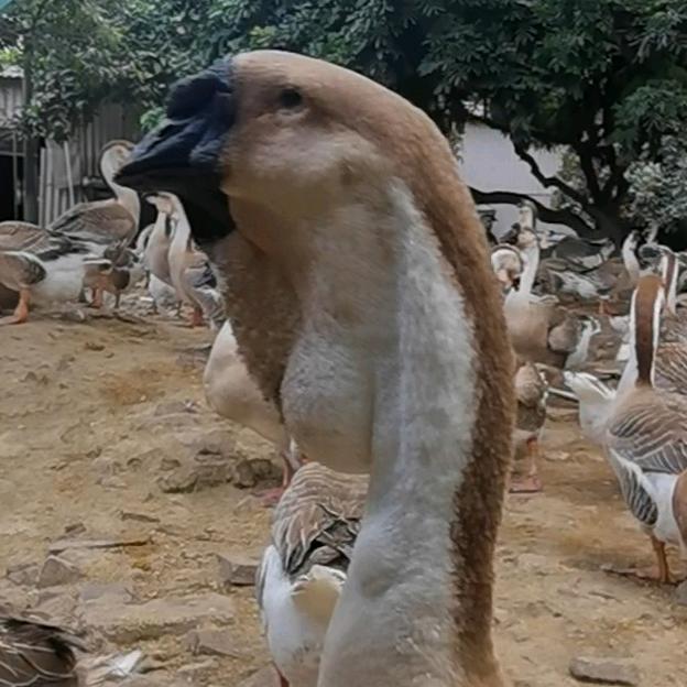 饶平龙信狮头鹅养殖