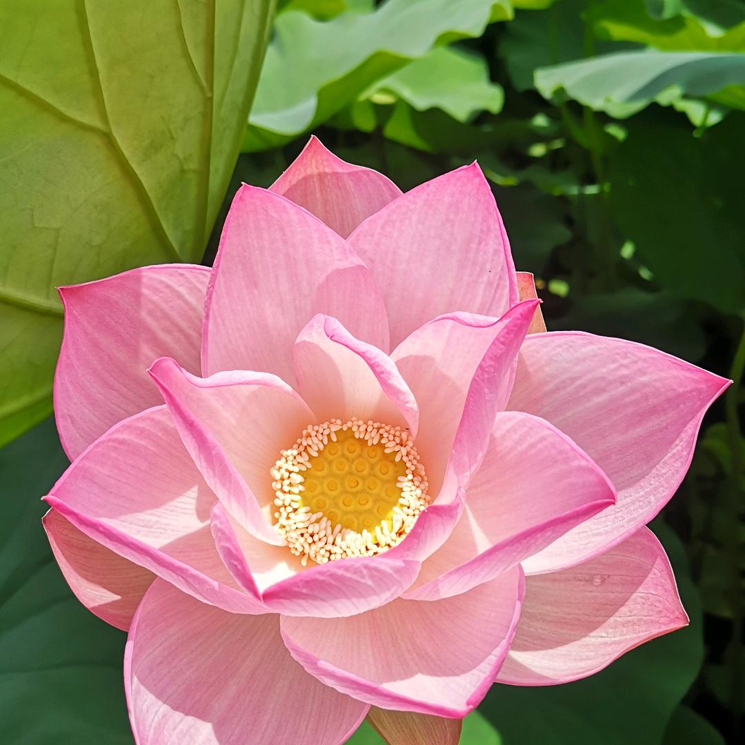 不懂旋律