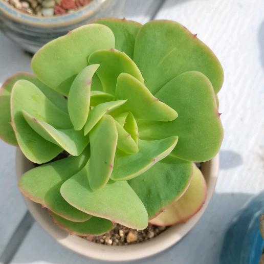 等小甜嘴吧