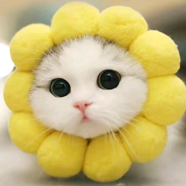 陈宝儿