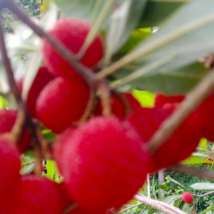 姚健，虾子回收旧衣服，还有回收电器，