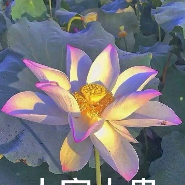 用户386647510652