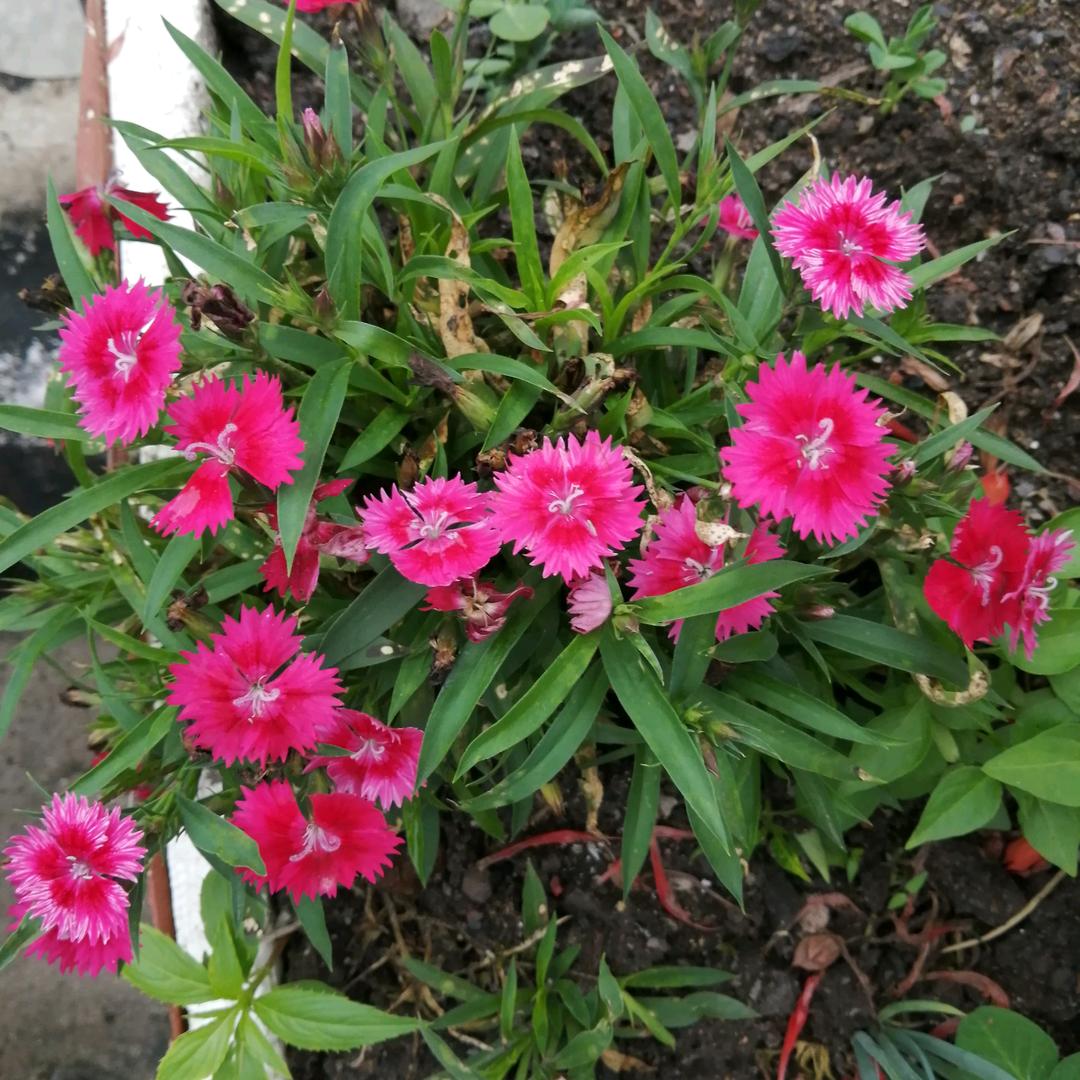 蓝天