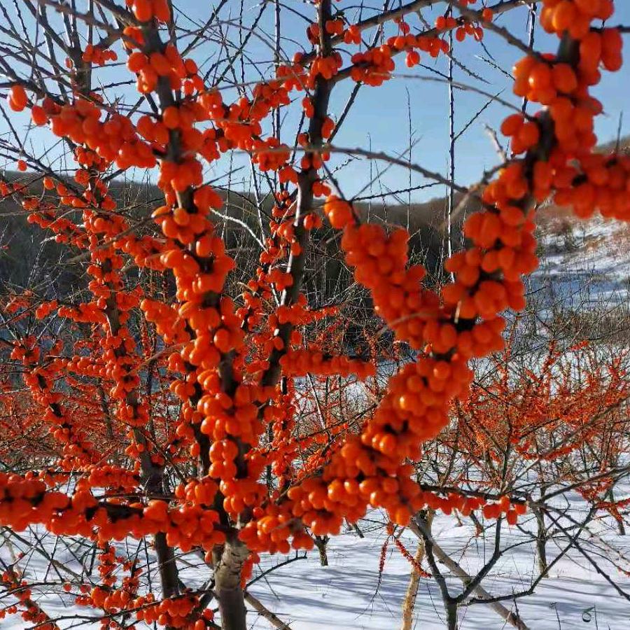 雪灯笼沙棘（大鹏）