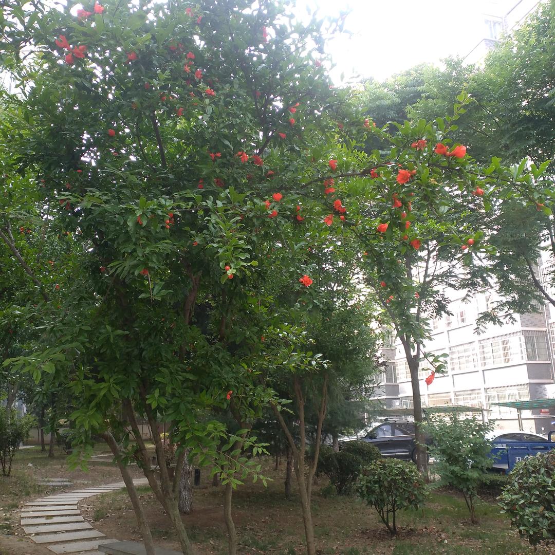 🌺天天🌺🌸🌺开心🌺