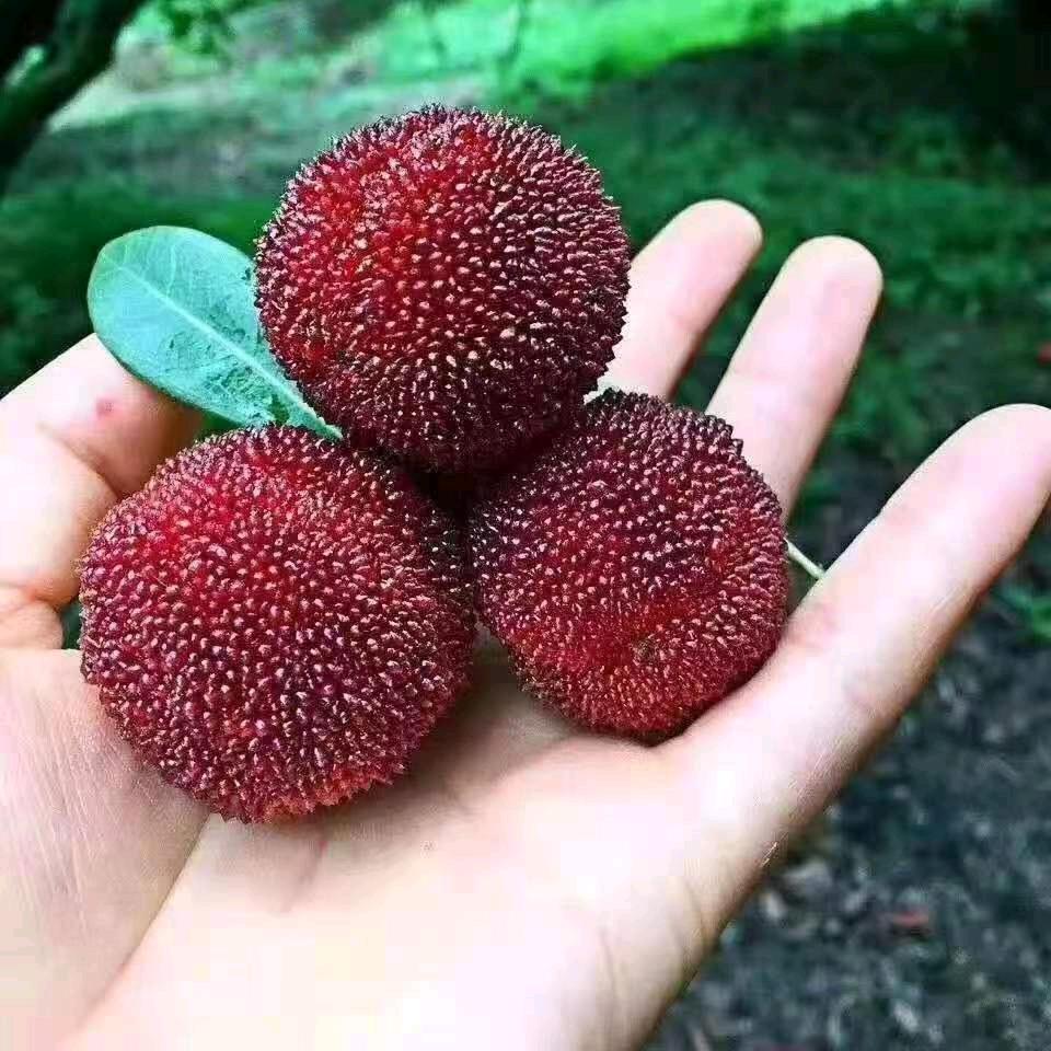 合江温州人家杨梅