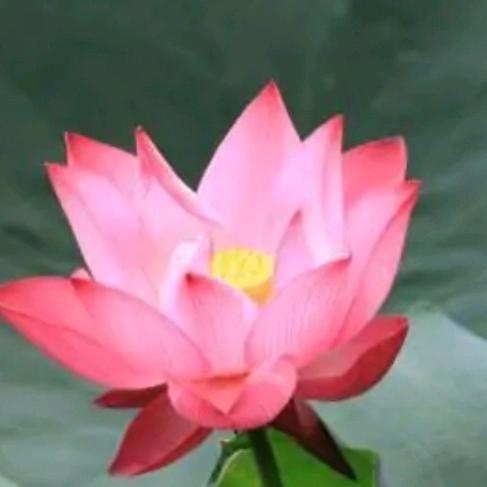 糊涂