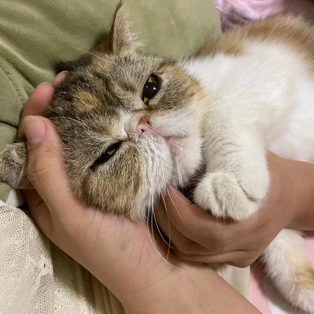 猪的小熊