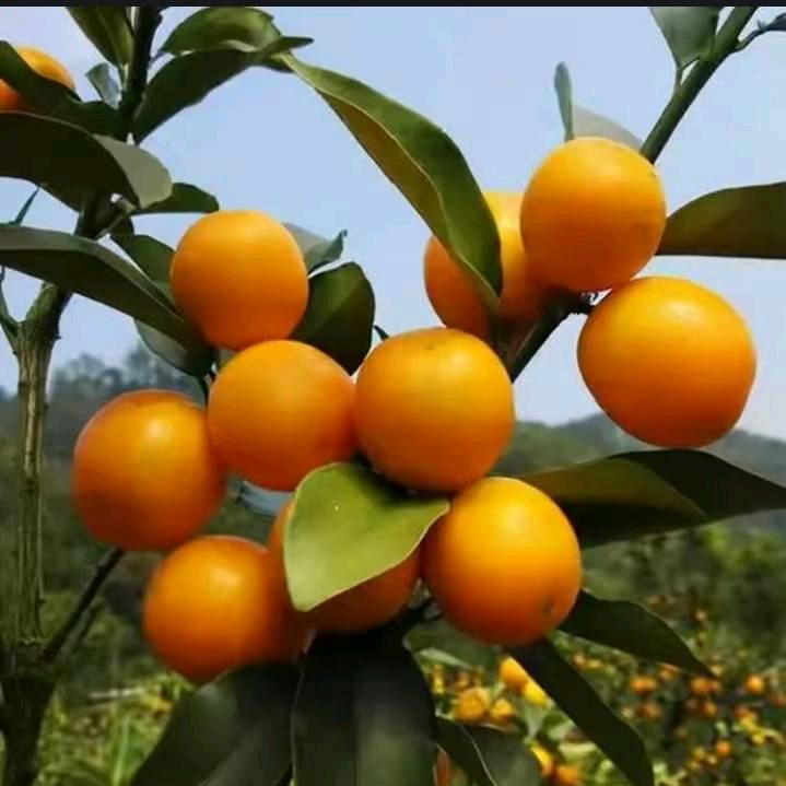 六六爱教育