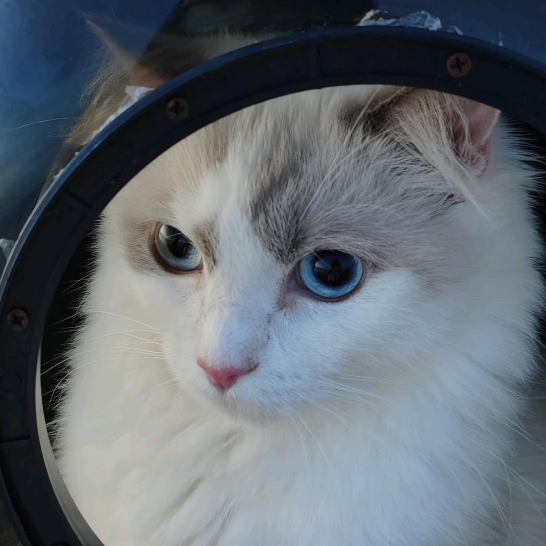 雪糕是只猫