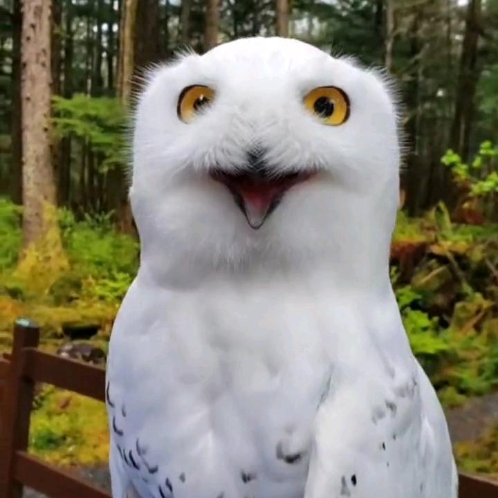 阿康