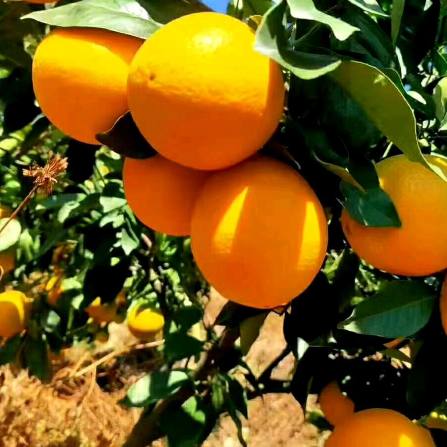 我是江西赣州脐橙之乡的人，到四川种🍊