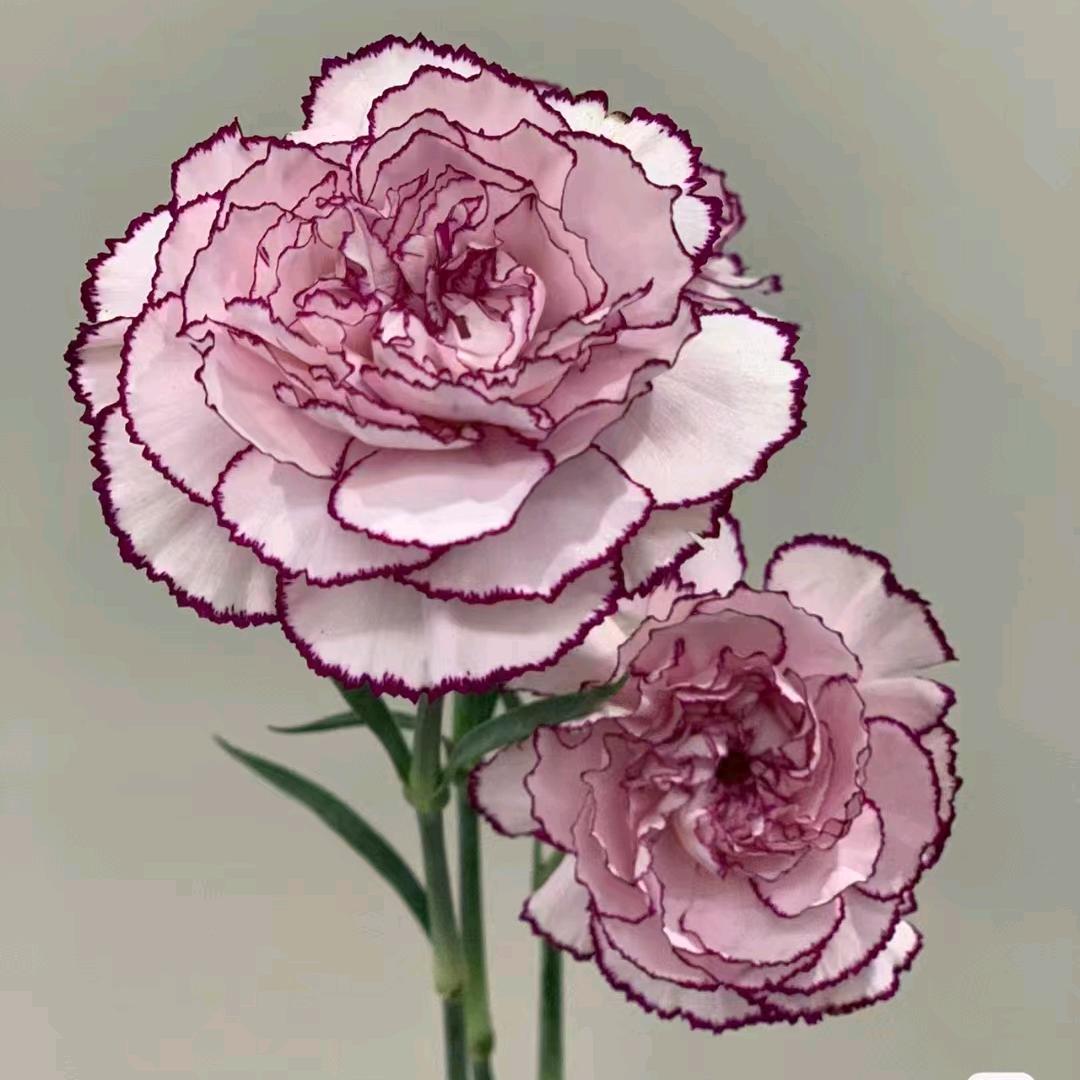 火凤凰鲜花水果超市