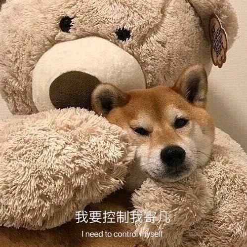 深夜猪抑云