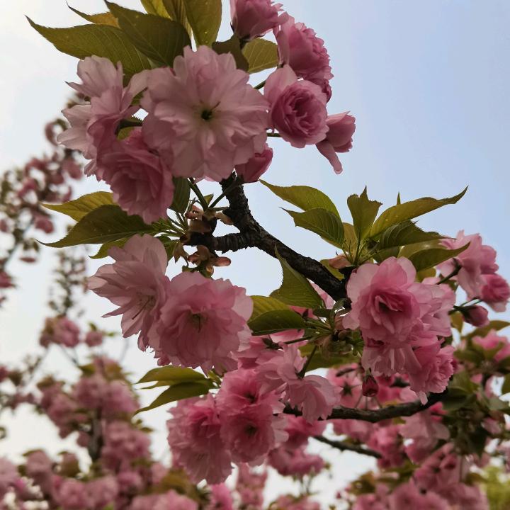 晶莹🍎