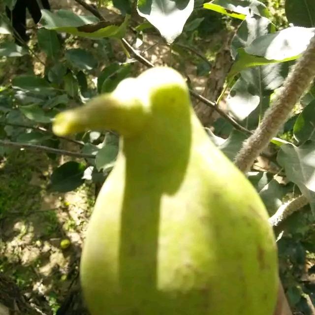 幸福一生。新疆苹果。