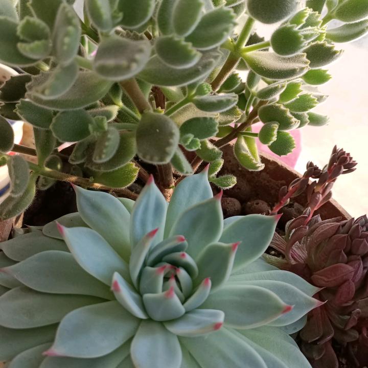 山东省胶州市齐姐窗帘沙发垫布