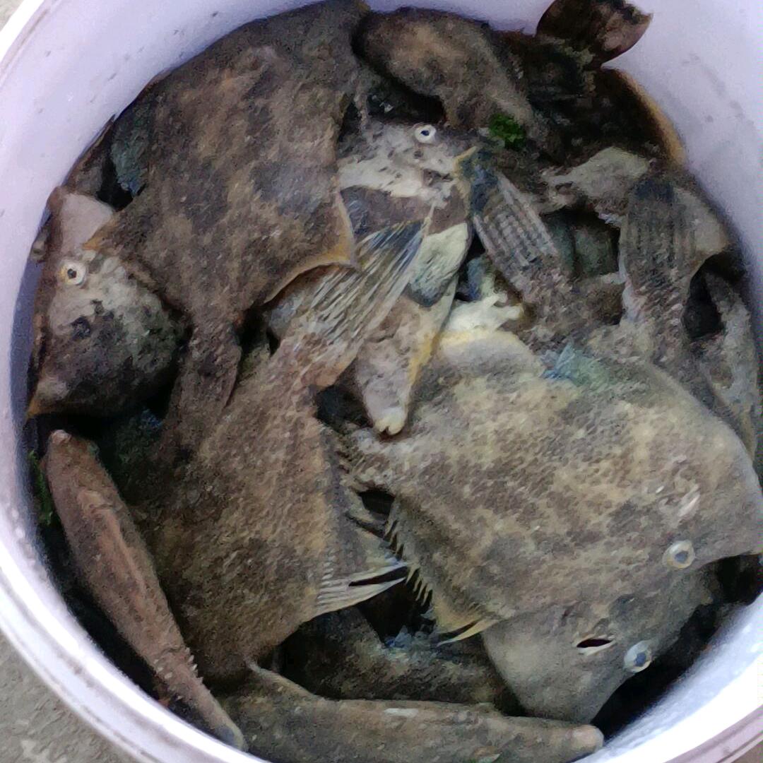 黄生工程部